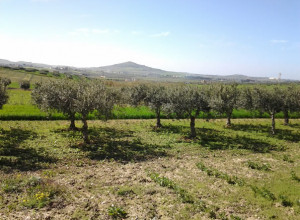 image9 Antico Casale Rosso