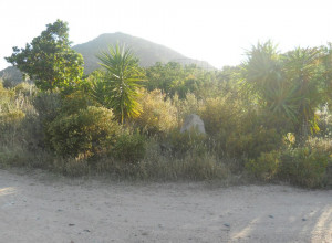 image0 Ciccilanu
