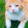 preview image7 esterno