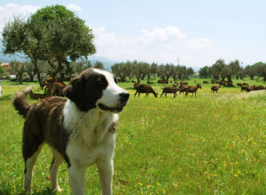 image7 Locanda Dei Cocomeri