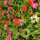 preview image1 giardino