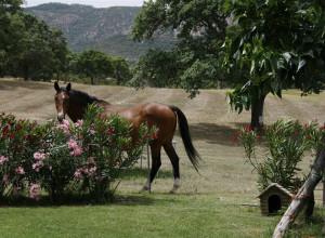 image6 Borgo Di Campagna