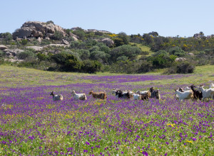 image12 Lu Branu