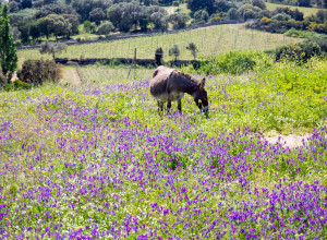 image16 Lu Branu