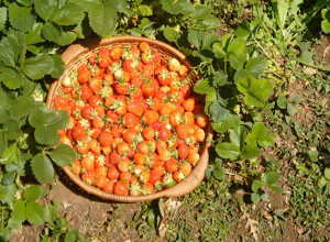 image1 Bioagriturismo Sant'Elia