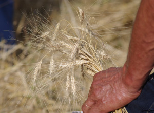 image1 Fattoriabio 