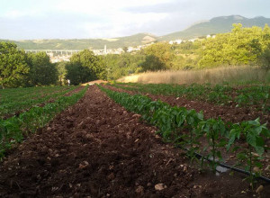 image23 Fattoriabio 