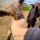 preview image11 animali