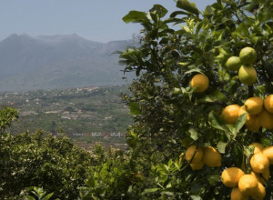 image18  Gli Agrumeti Sul Mare