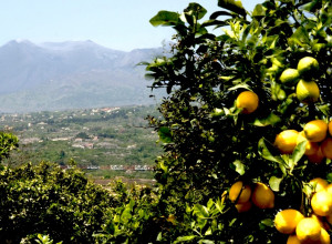 image7  Gli Agrumeti Sul Mare