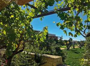 image15 Tenuta Vigna Corallo