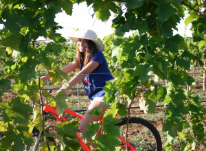 image3 Tenuta Vigna Corallo