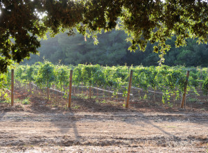 image14 Tenuta Vigna Corallo