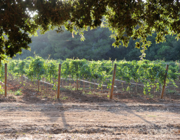 tenuta vigna corallo