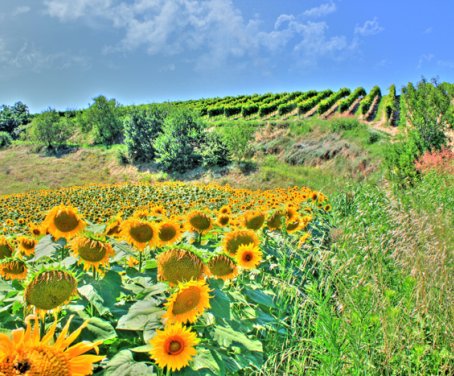 Agriturismo Il Cinghialino - Carassai