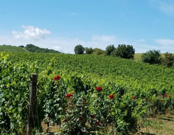 il Paradiso di Frassina