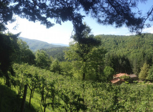 Casale Camalda Bioagriturismo