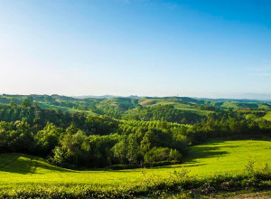 image2 Azienda Agricola Il Torrino Di Bibbiani Mauro