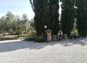 image17 Caracci