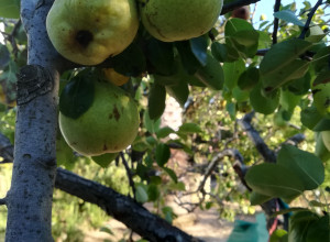 image14 Caracci