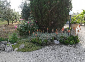 image25 Caracci