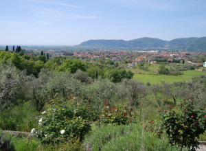 image12 Mamosa