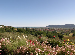 image1 Mamosa