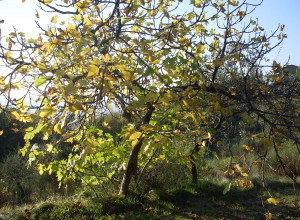 image14 Mamosa