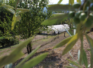 image7 Il Giardino Del Sole