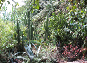 image13 Montecontessa