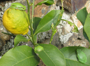 image0 Montecontessa