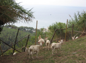 image5 Montecontessa