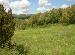 image14 Poggio Macinaio