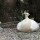 preview image18 animali