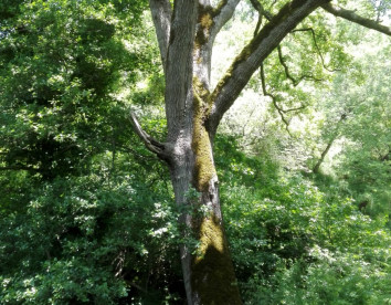 La Quercia Fondachelli Fantina