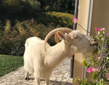 Fattoria didattica - Lemire