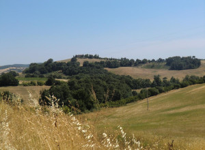 image9 Cavallin Del Bufalo