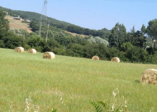 image6 Cavallin Del Bufalo