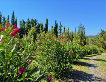 Villa Vigna Dante