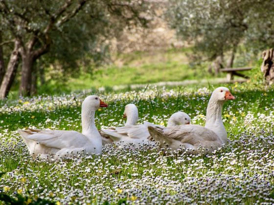 Fattoria Di Maiano - foto 6