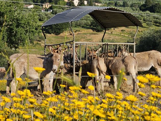 Fattoria Di Maiano - foto 13