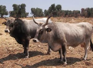 Masseria Carrone - Lernbauernhöfe
