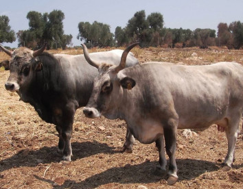Masseria Carrone
