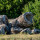 preview image5 dintorni