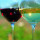 preview image4 altro