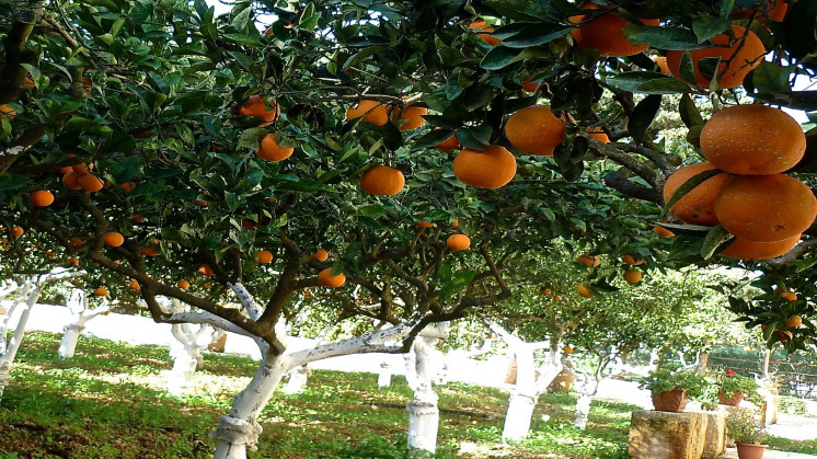 Baglio Spanò -  Antiche Dimore Di Sicilia foto 23