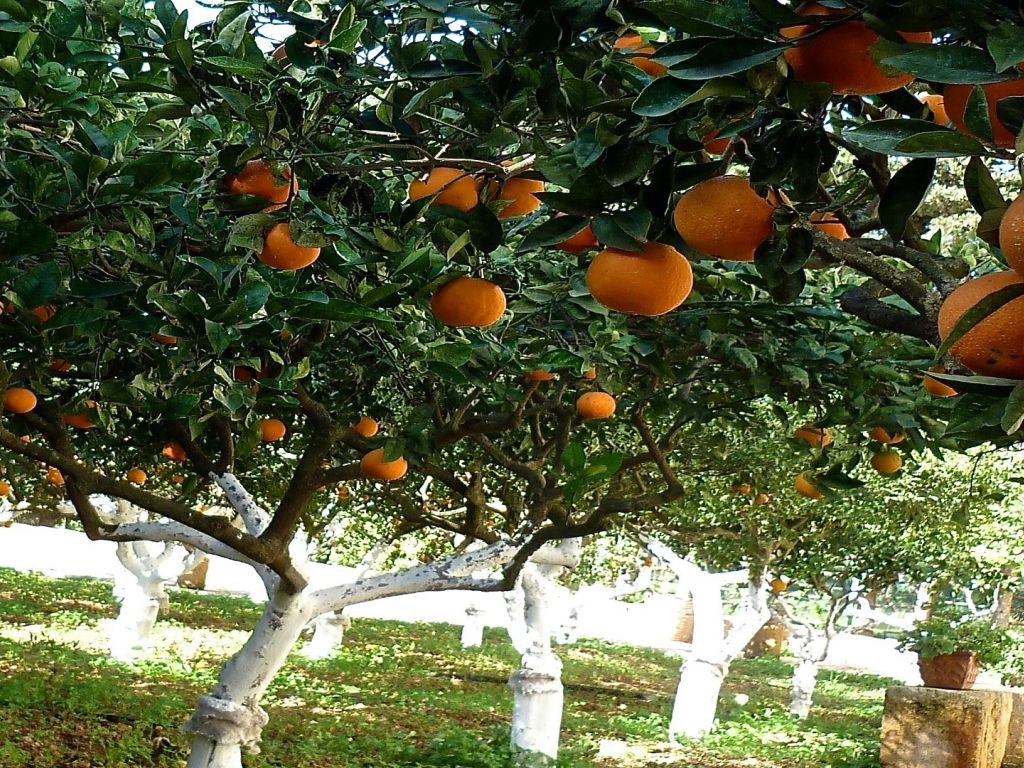 Baglio Spanò -  Antiche Dimore Di Sicilia foto esterno 9