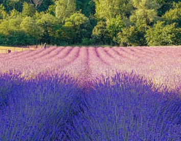 Il Verdecammino 