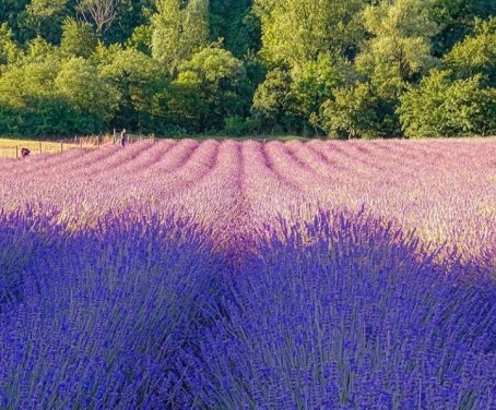 Agritourisme Il Verdecammino  - Montefortino