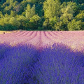 Il Verdecammino 